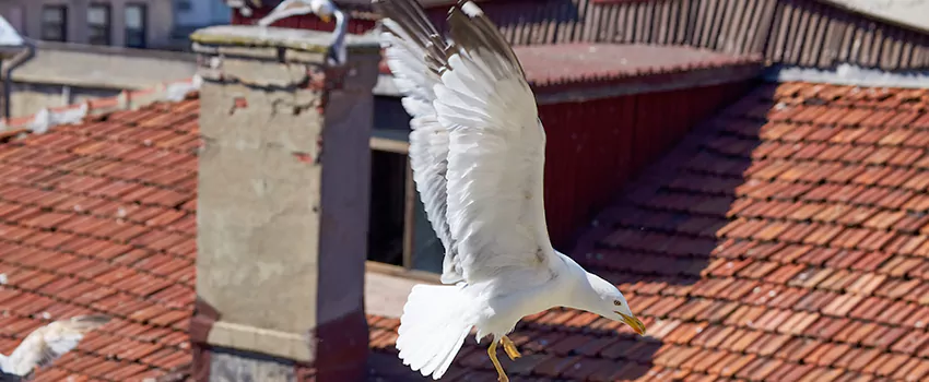 Residential Chimney Animal Removal Solution in Keystone, FL