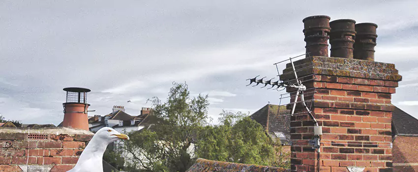 Chimney Cleaning And Restoration in Keystone, Florida